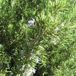 Summer Pruning