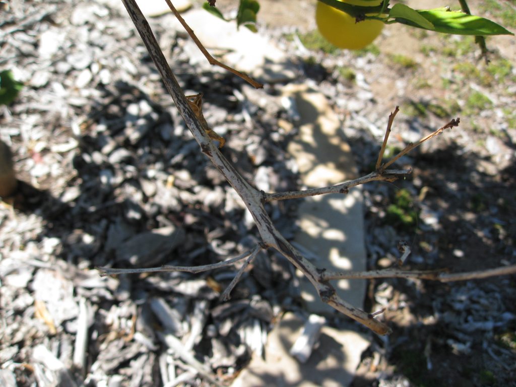 A dead lemon branch turns white - a sure sign to prune it away.