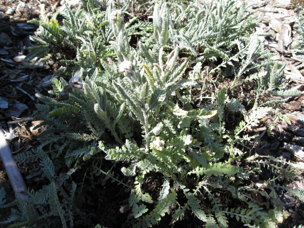 Yarrow after pruning. It will fill in over time and look better in the long run. 