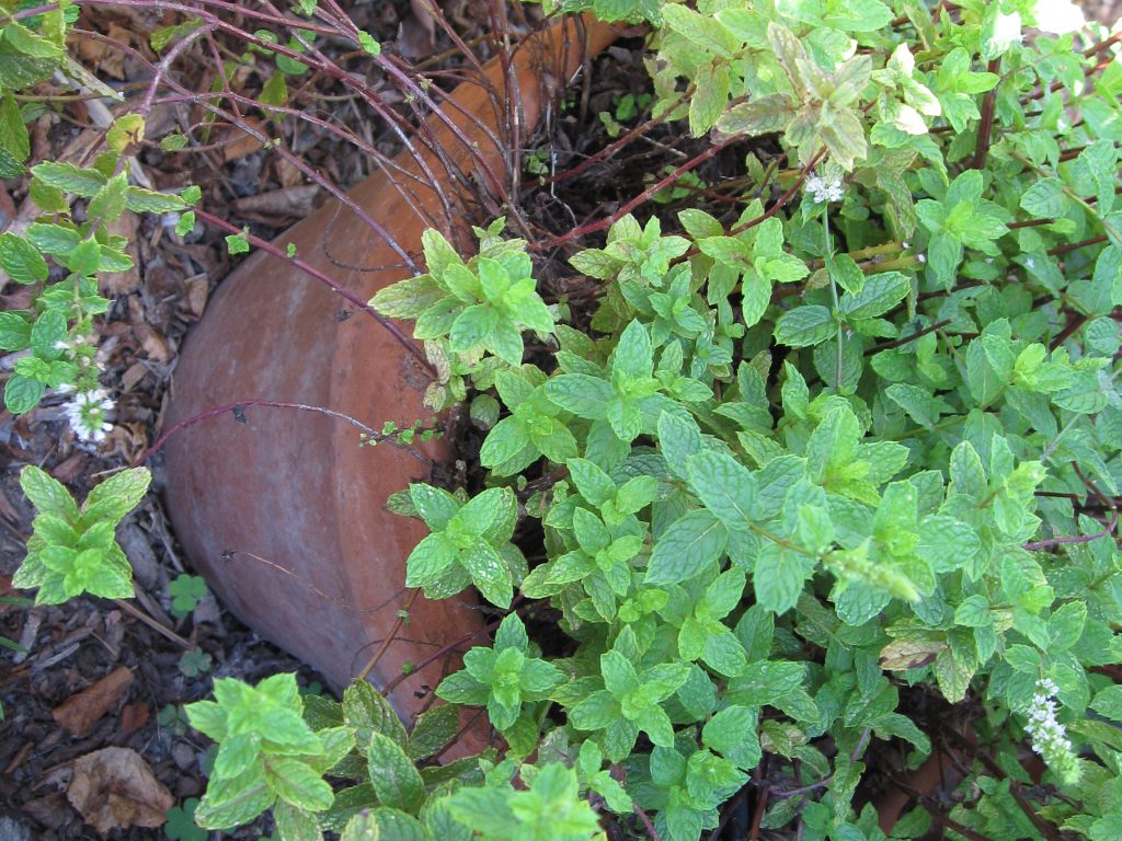 Prune away old stems (lower left) to make room for new growth.