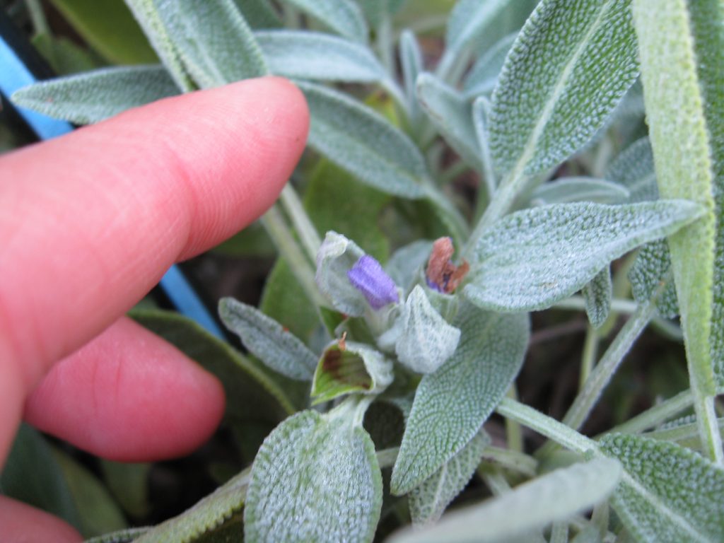 Espera até a planta terminar a floração para colheita.