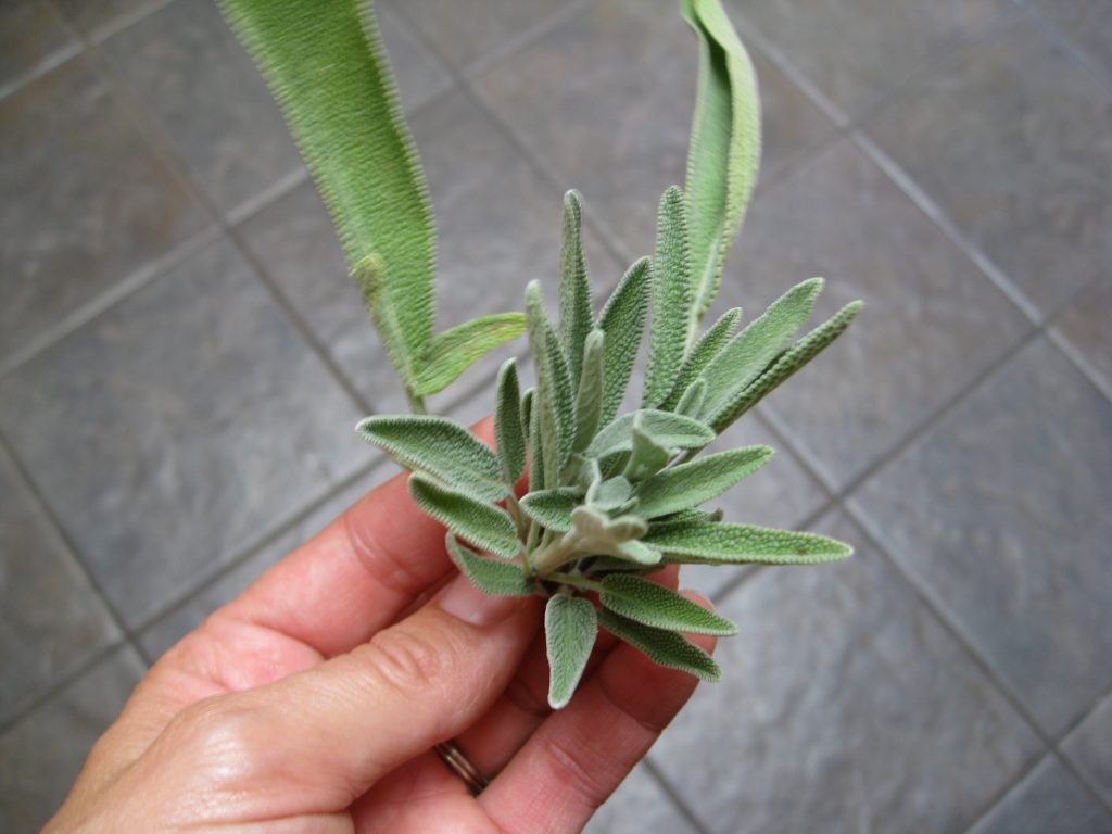 Fresh sage is fragrant and adds earthy flavor to fall and winter dishes. 
