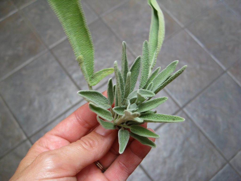 A salva fresca é perfumada e adiciona sabor a terra ao Outono e aos pratos de Inverno.