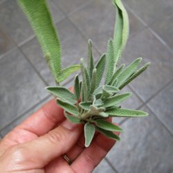 Harvesting Sage