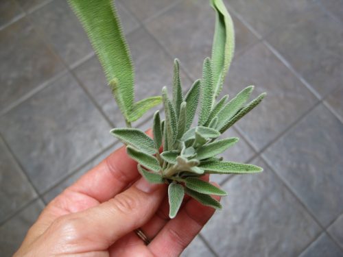 Read more about the article Harvesting Sage