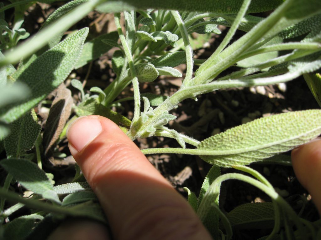 Tiny leaves grow along the main stem, just inside larger leaves. 