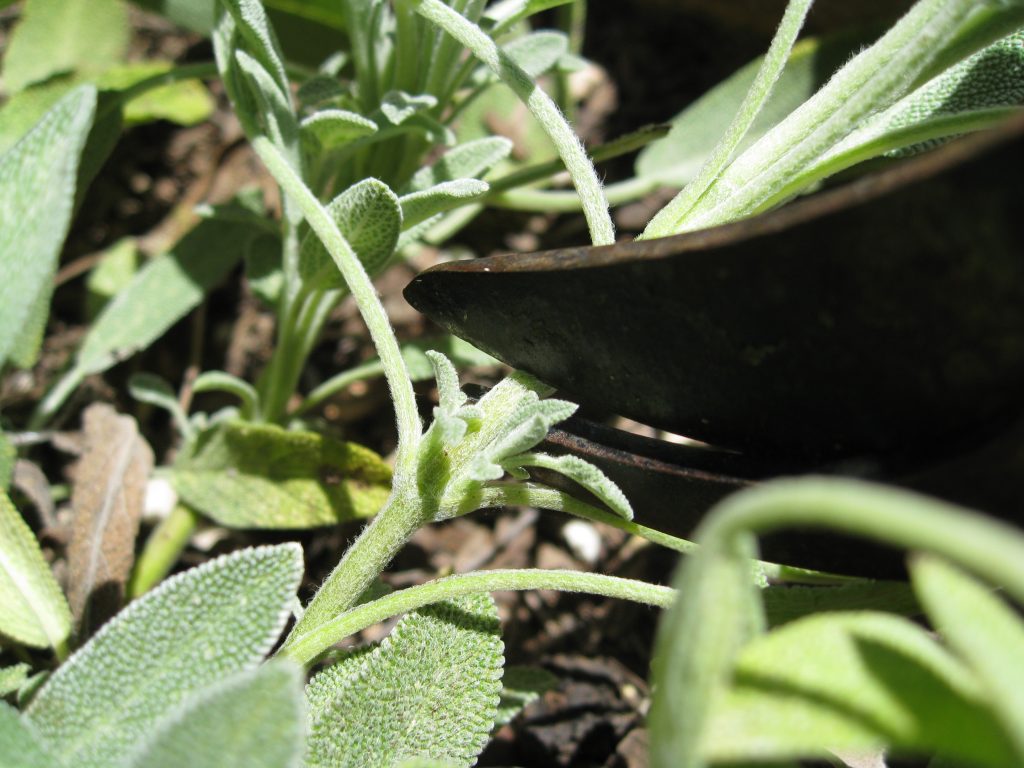 Use pruning shears to make a clean cut.