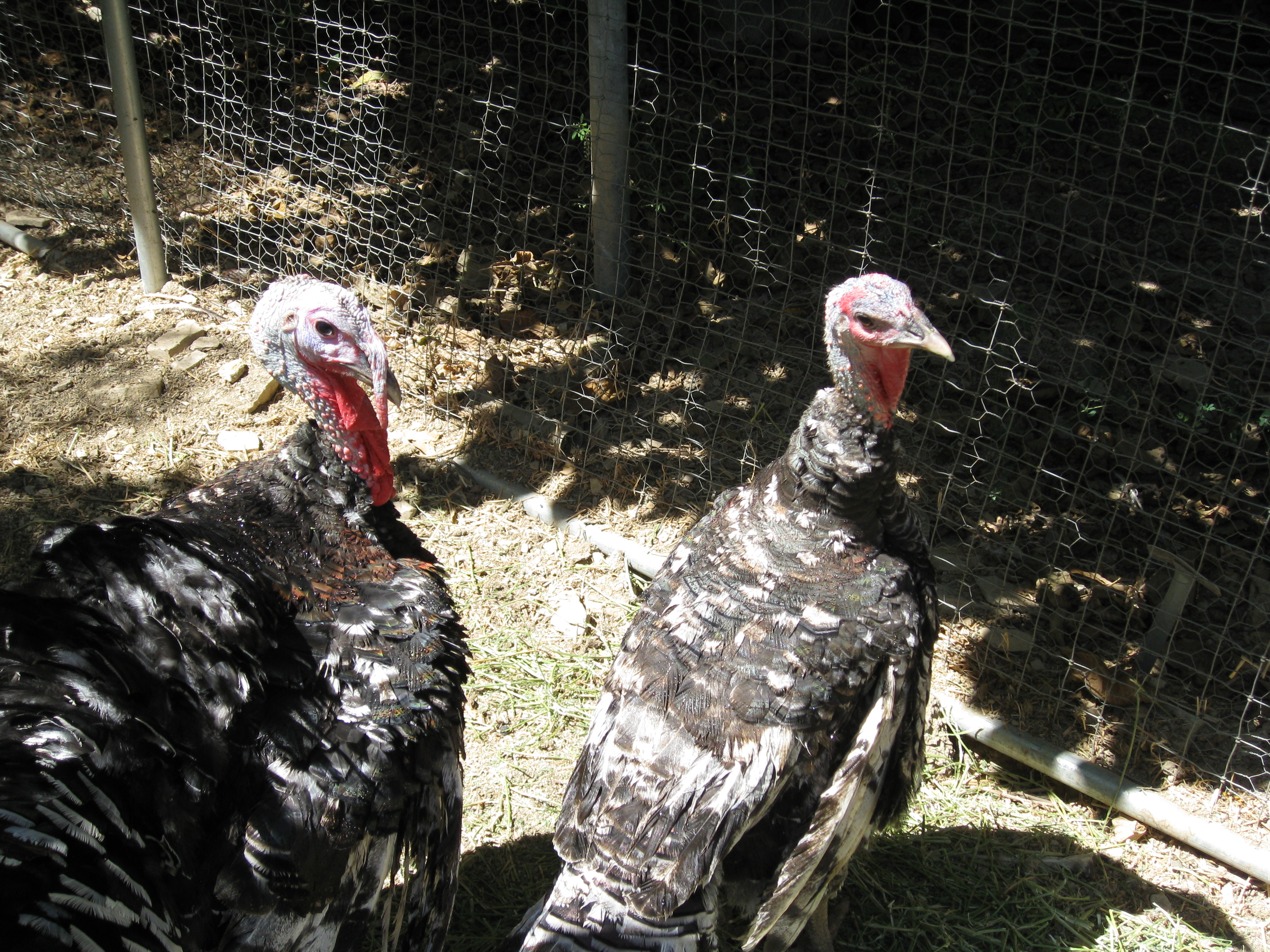 The turkeys looks annoyed to see us, but we were thrilled to see them. 