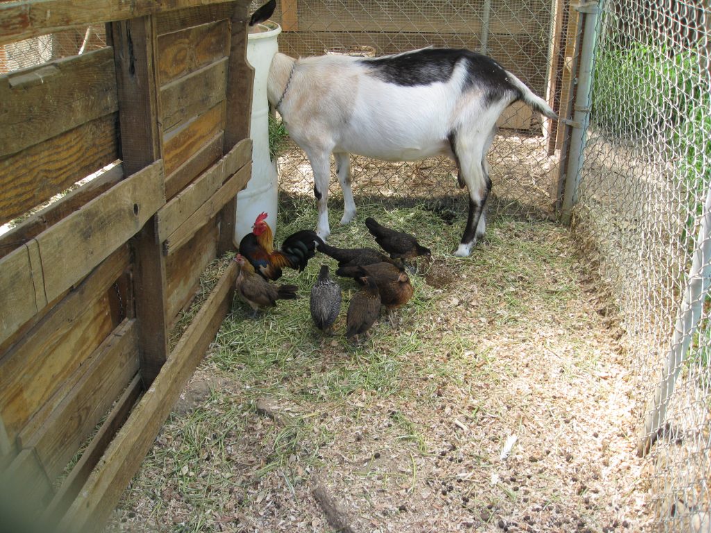 Goats - they're all personality. Take note of the miniature chickens (and rooster) in the foreground. They're full size!