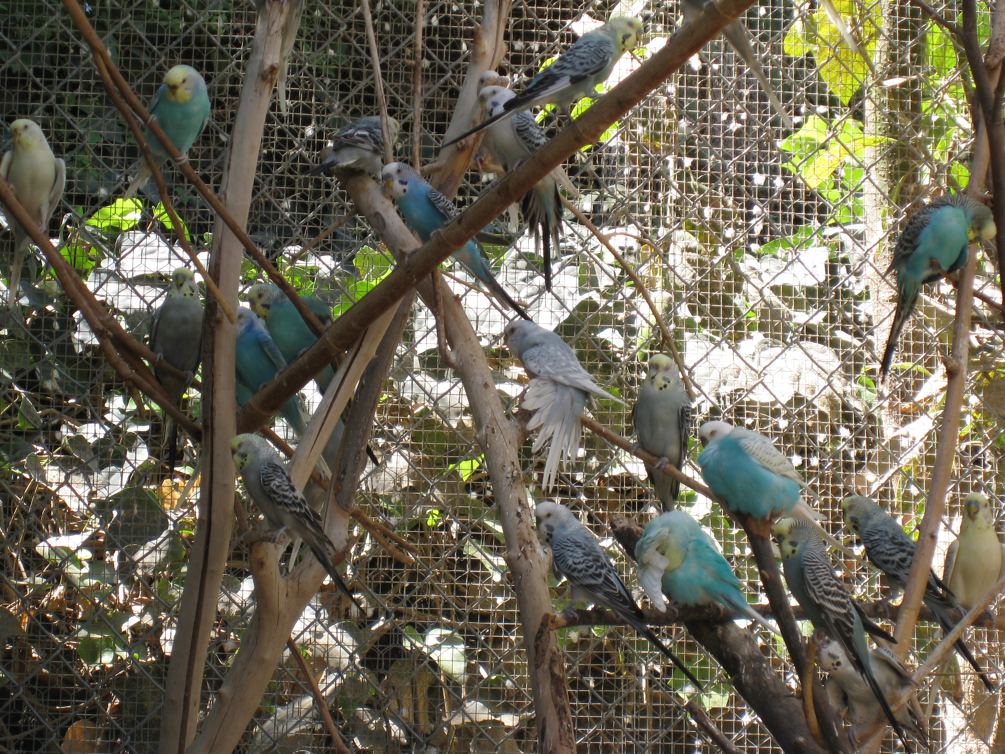 The aviary housed these gorgeous birds. They chirped sweetly as we looked in on them. 