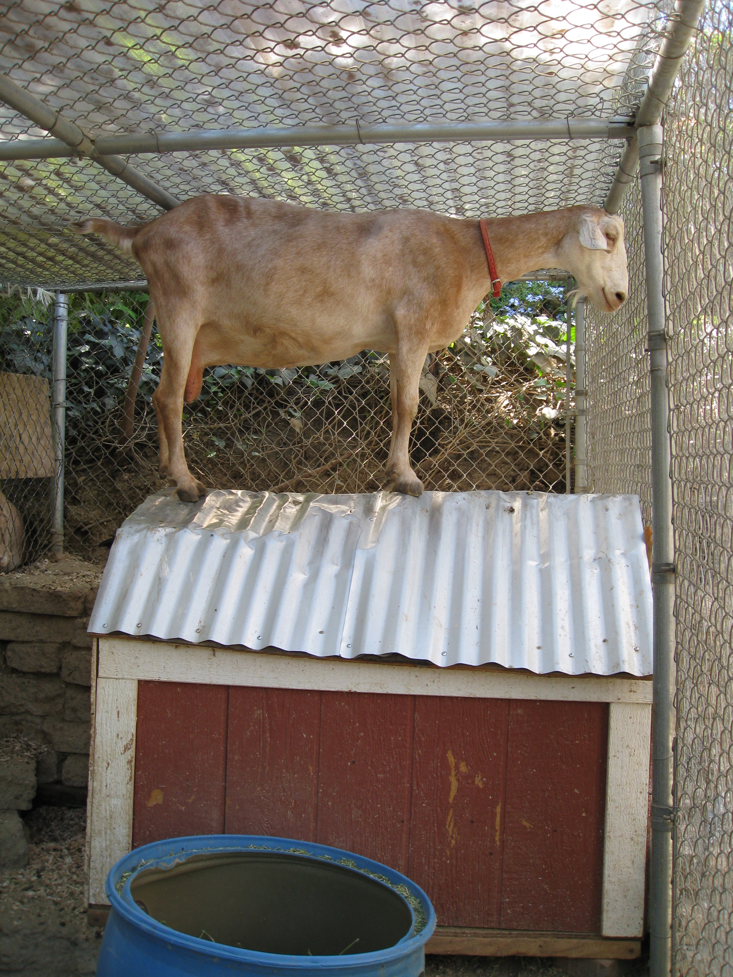 Goat on a hot tin roof