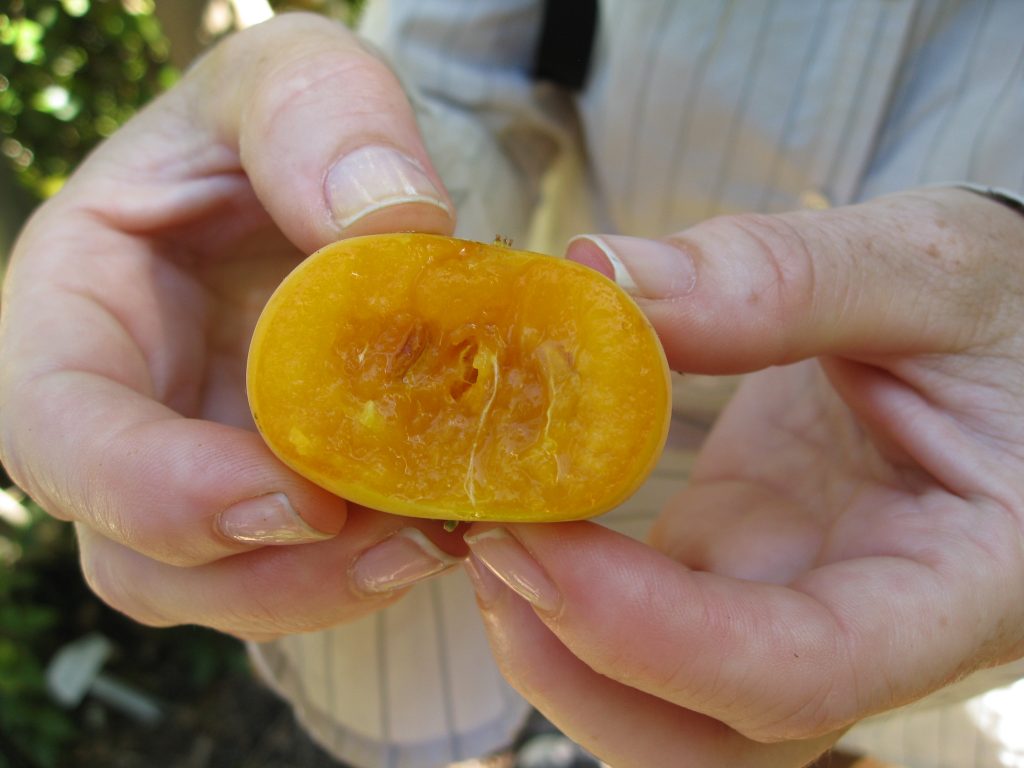 Inside a Kei Apple