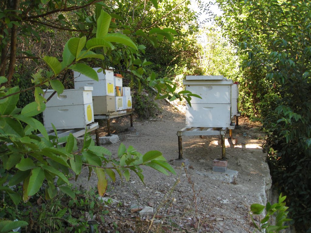 Little Farm has 10 beehives. The honey extractor is stored in the milking barn.
