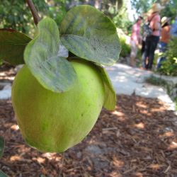 Field Trip: Little Farm in Encino, CA