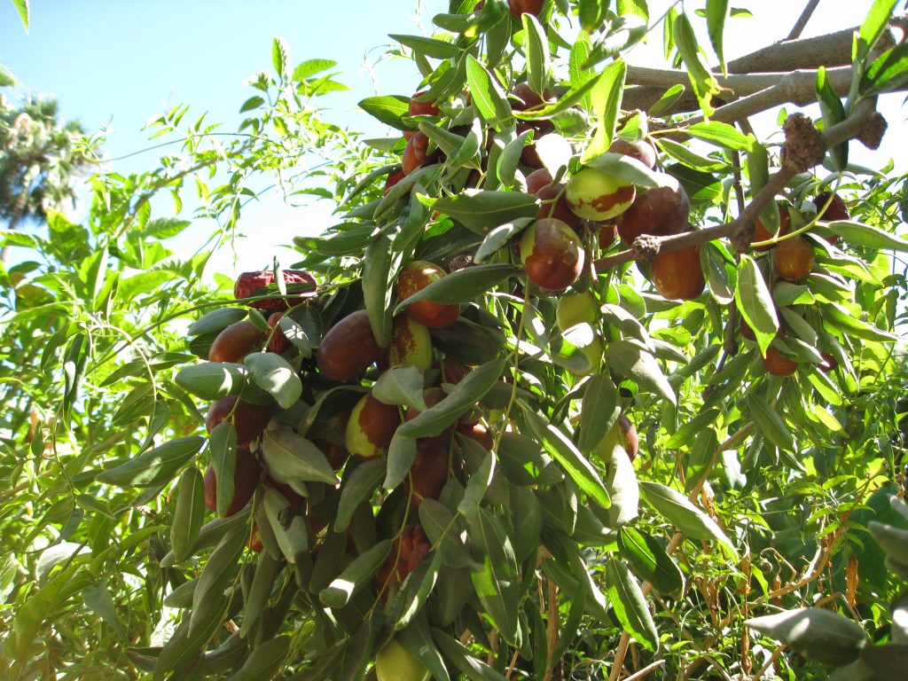 A Jujube tree was loaded with fruit.