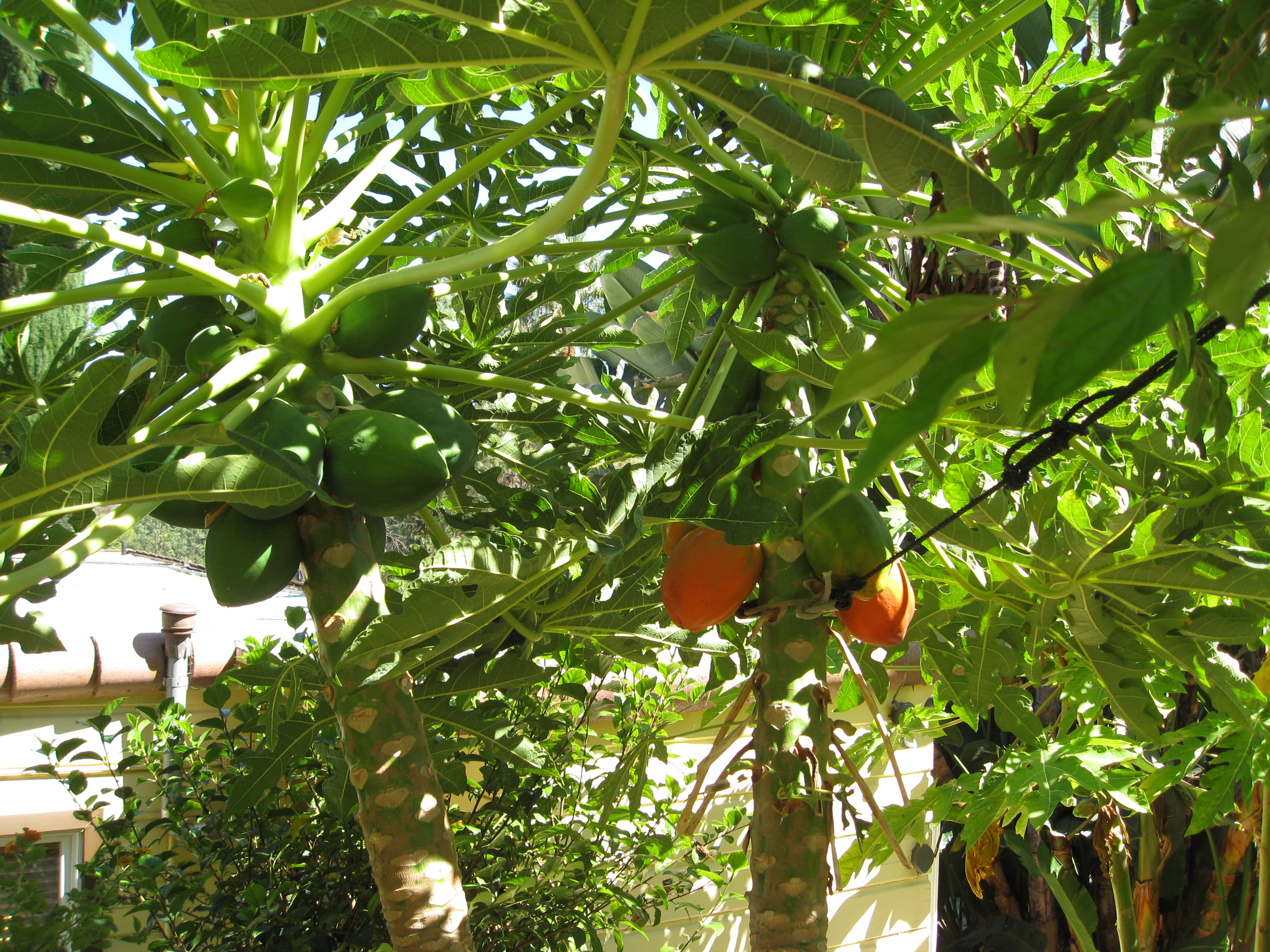 Papayas in Los Angeles? Yes!