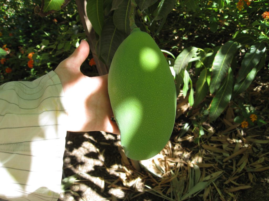 Clive is apparently growing the world's biggest mango