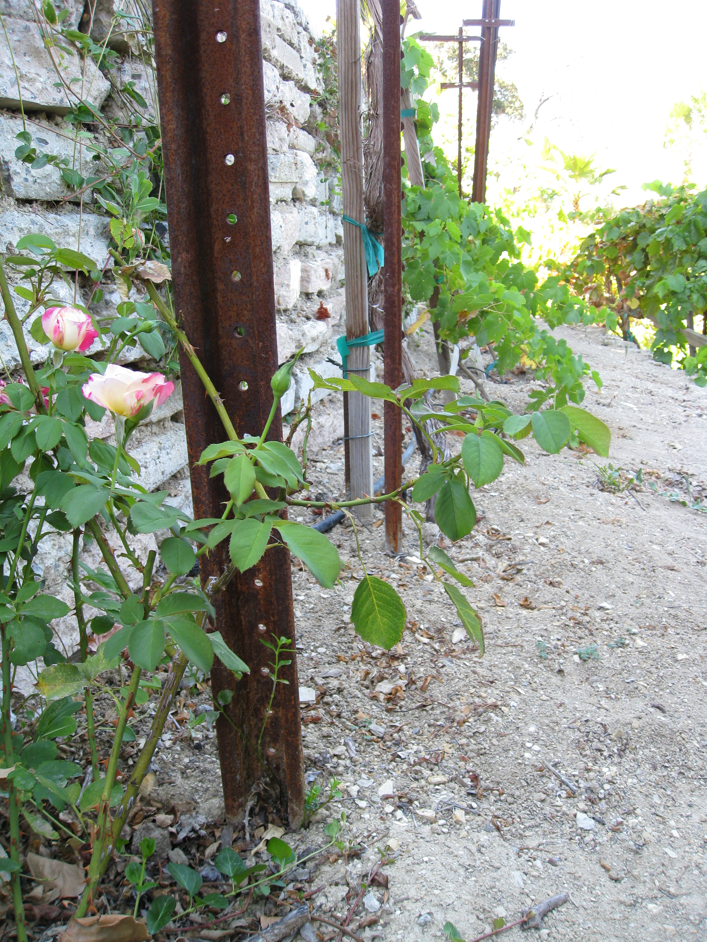 Clive plants roses at the end of each row of grapes. Roses let farmers know in advance when powdery mildew has arrived.
