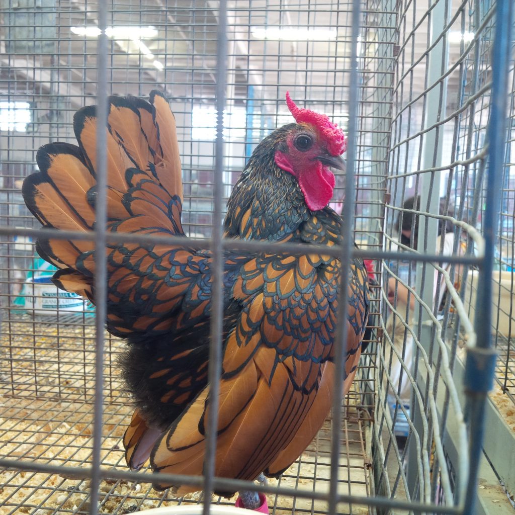 This is a miniature chicken, about 8" tall at the most. What a looker!