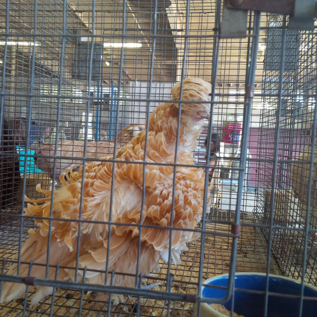 This Frizzle chicken looked like it had gone to bed with wet hair.