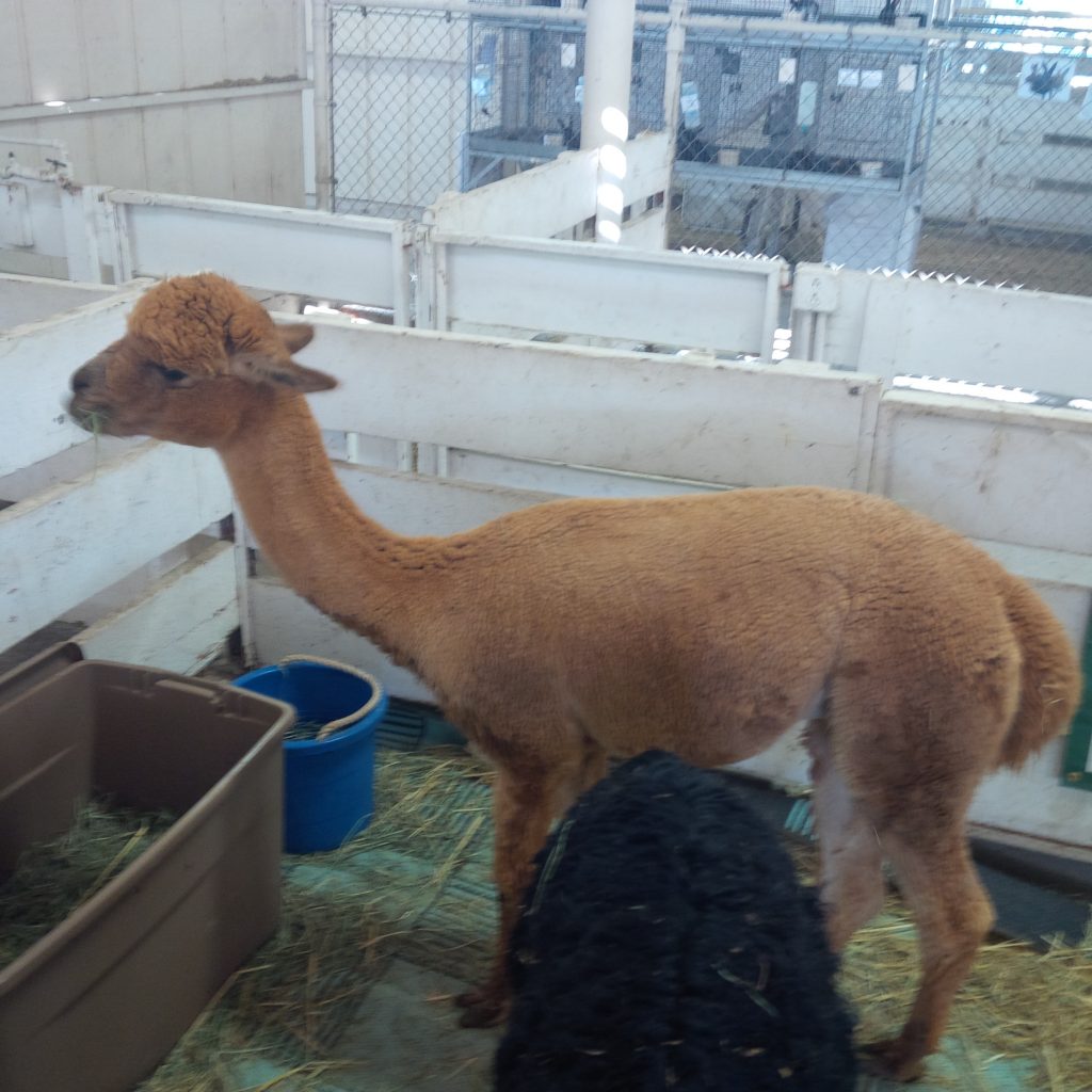 Cute, fuzzy alpacas. This one recently shorn.