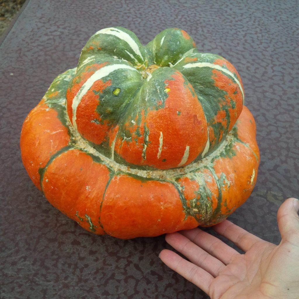 Turks Cap or Turban Squash is a beautiful keepsake from the event.