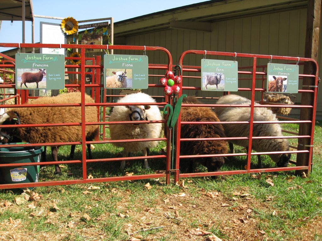 Joshua Farms showcased their sheep. Women were sitting close by spinning wool and knitting cozies. 