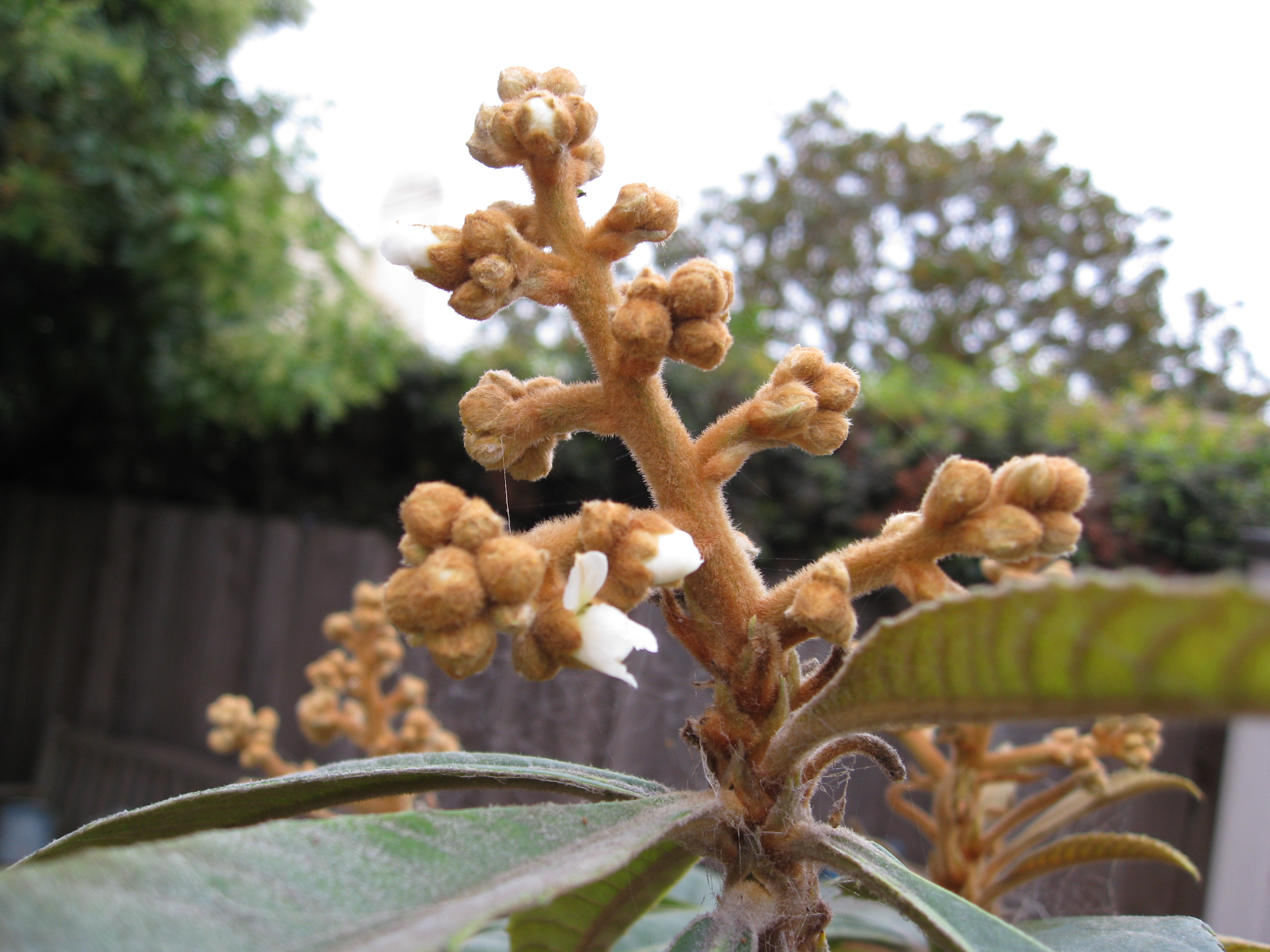 Our rescued loquat tree is starting to bloom.
