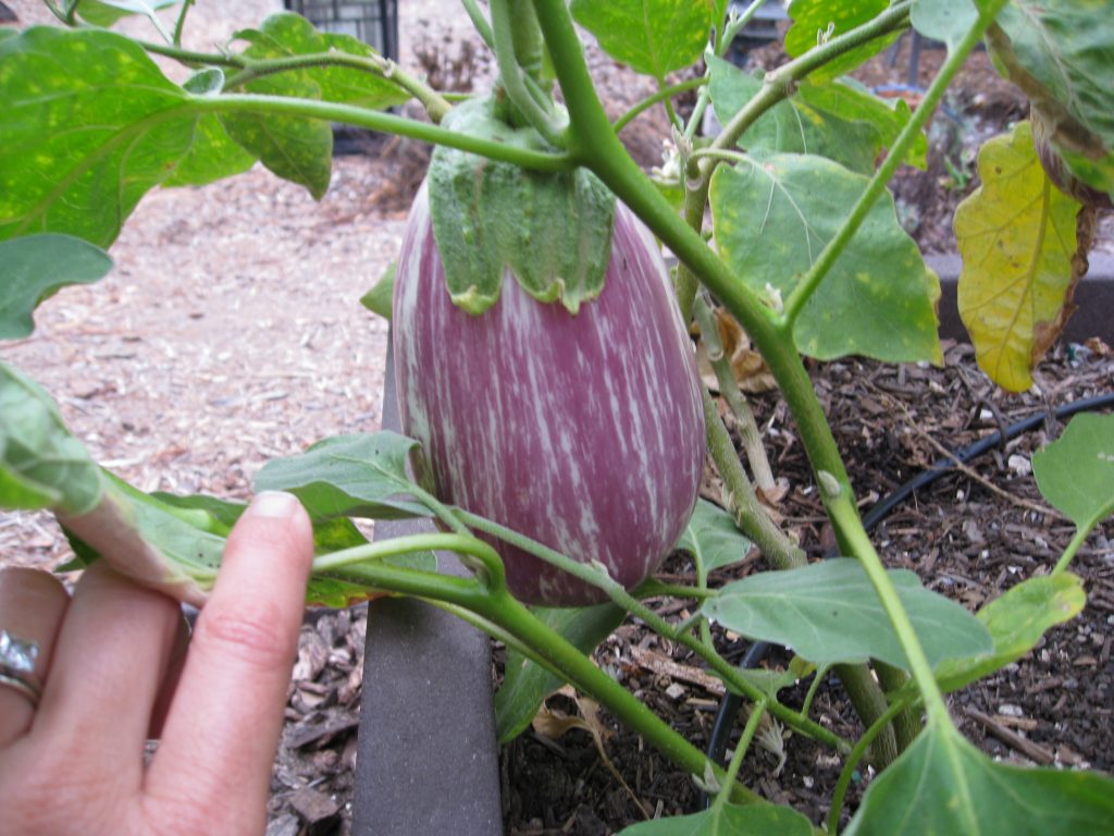 Okay, just a showing shot of a new heirloom we planted this season. Listada di Gandia is ready to pick.