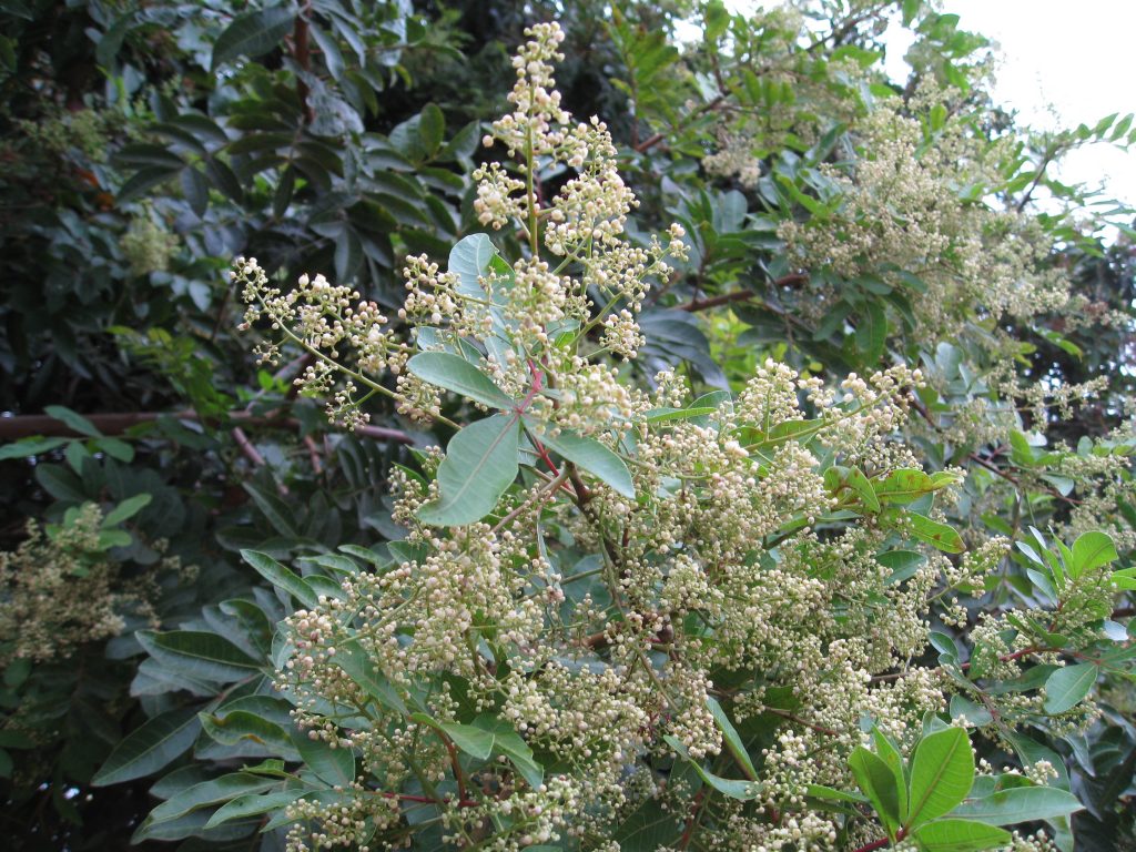 This pepper tree provides pollen and nectar for neighborhood bees. 