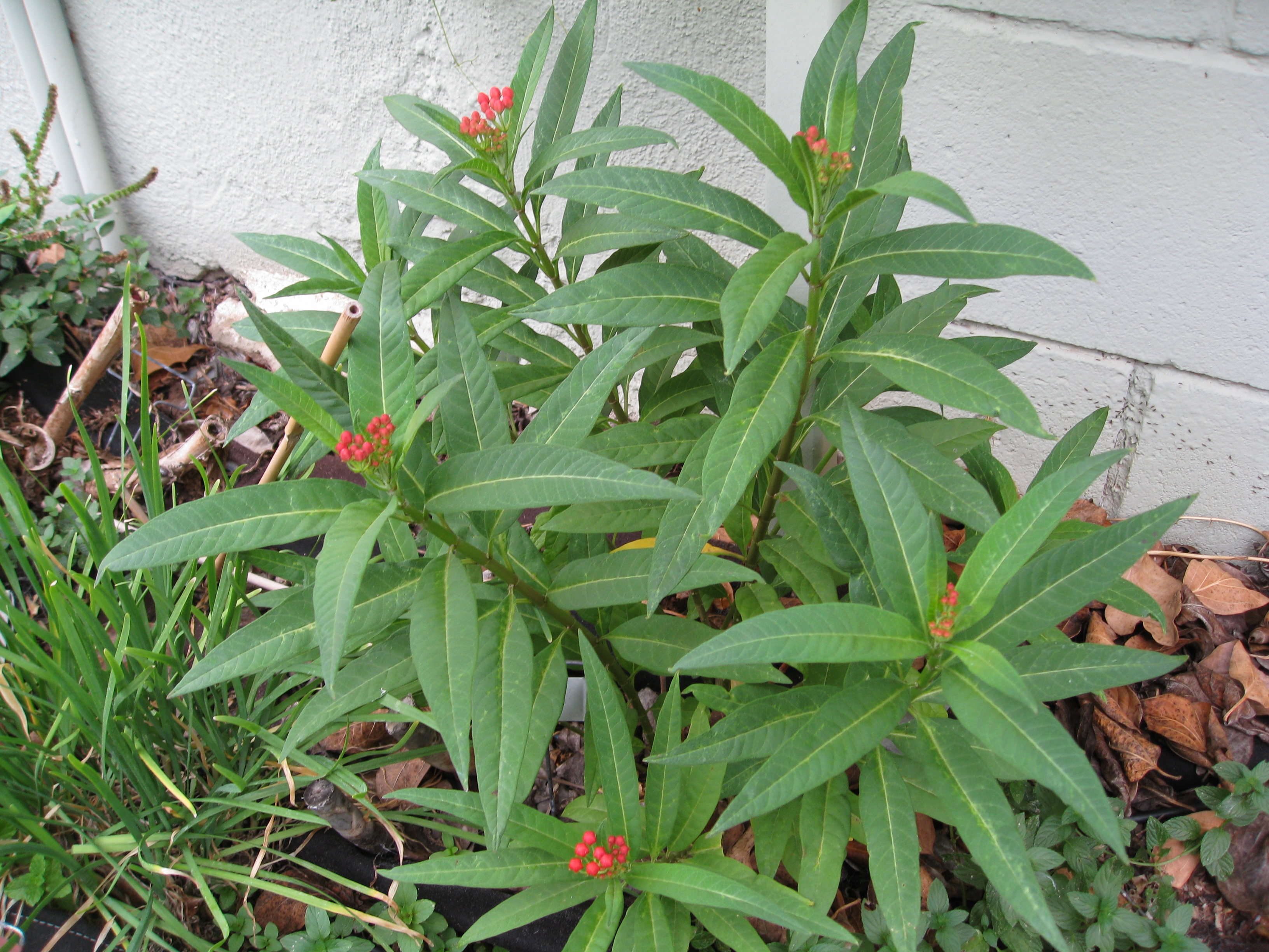 Perennial milkweeds grow back year after year. They provide habitat for traveling Monarch butterflies.