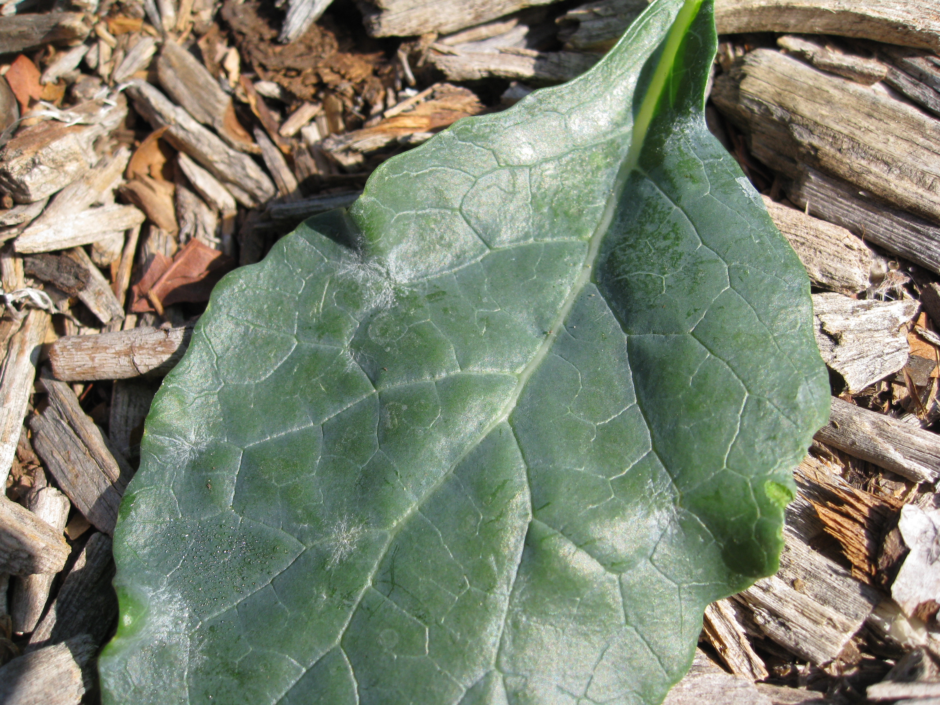 White patches on kale leaves indicate powdery mildew