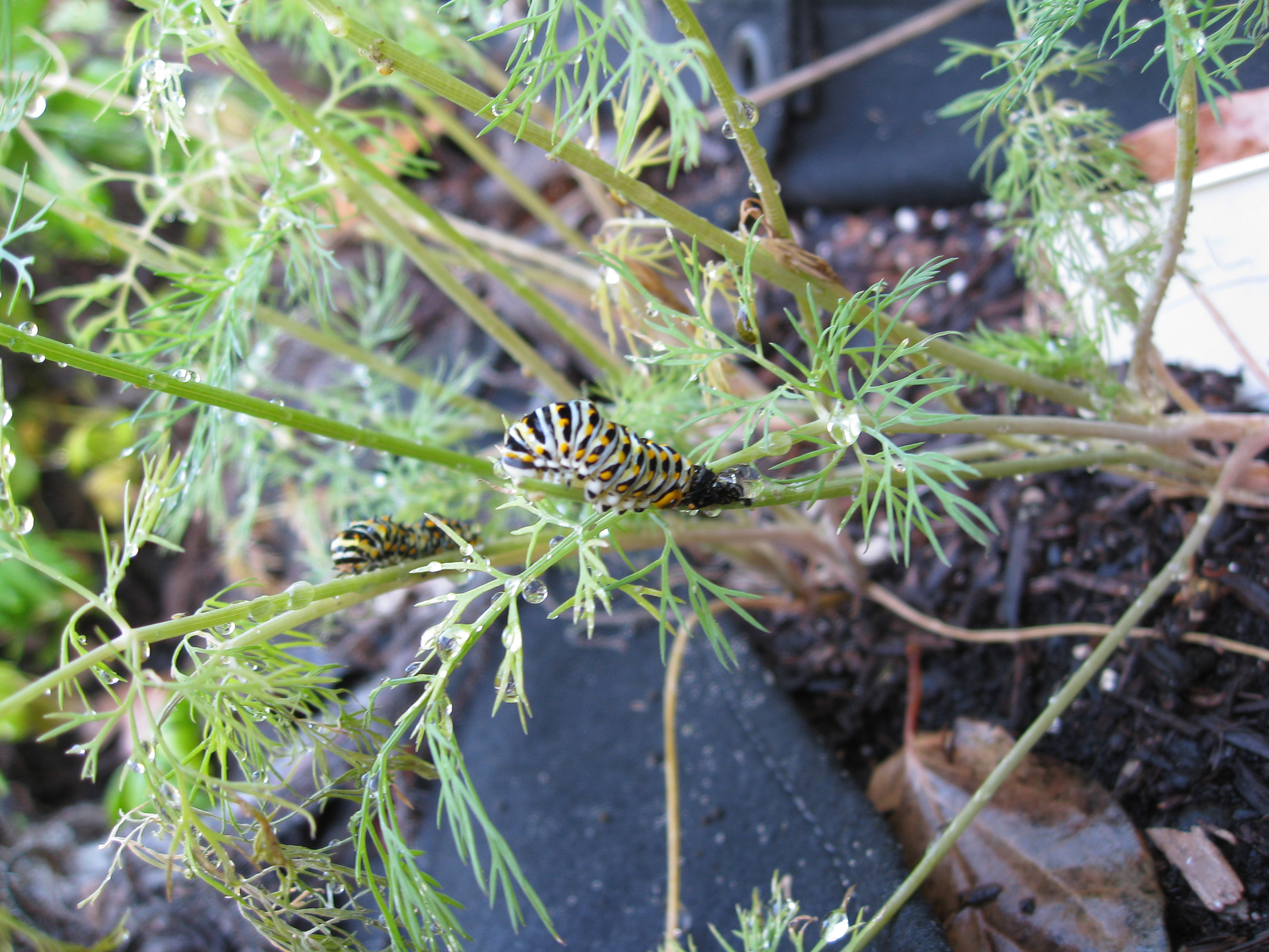 Swallowtail caterpillars on dill