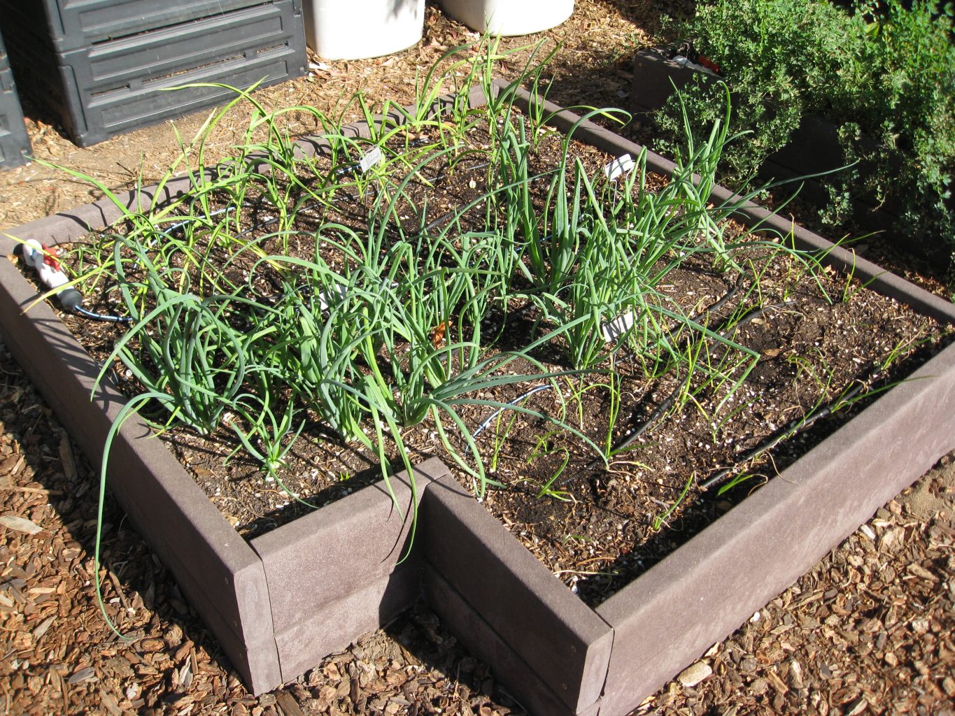 YouTube Growing Shallots and Garlic Selection to Harvest Gardenerd