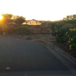 Field Trip: Cal Poly Pomona’s Kellogg Ranch