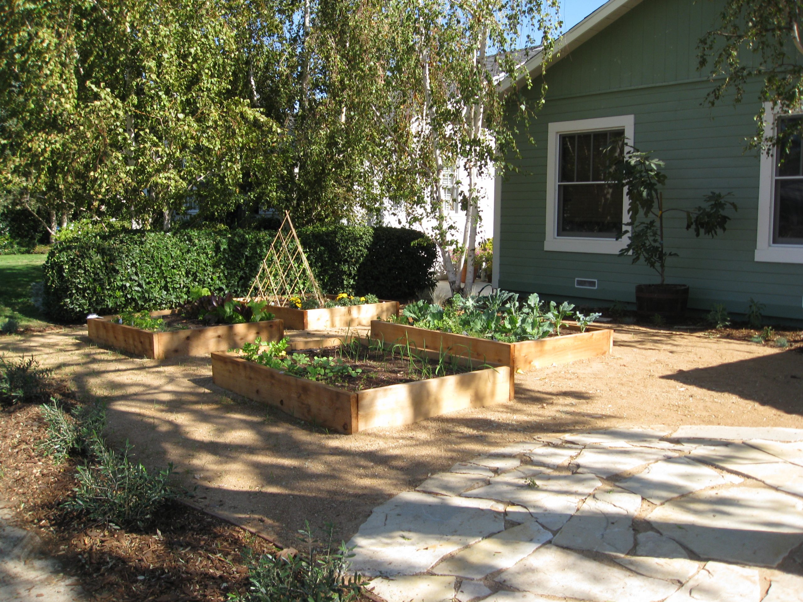 Read more about the article One More Turf Removal Rebate Garden