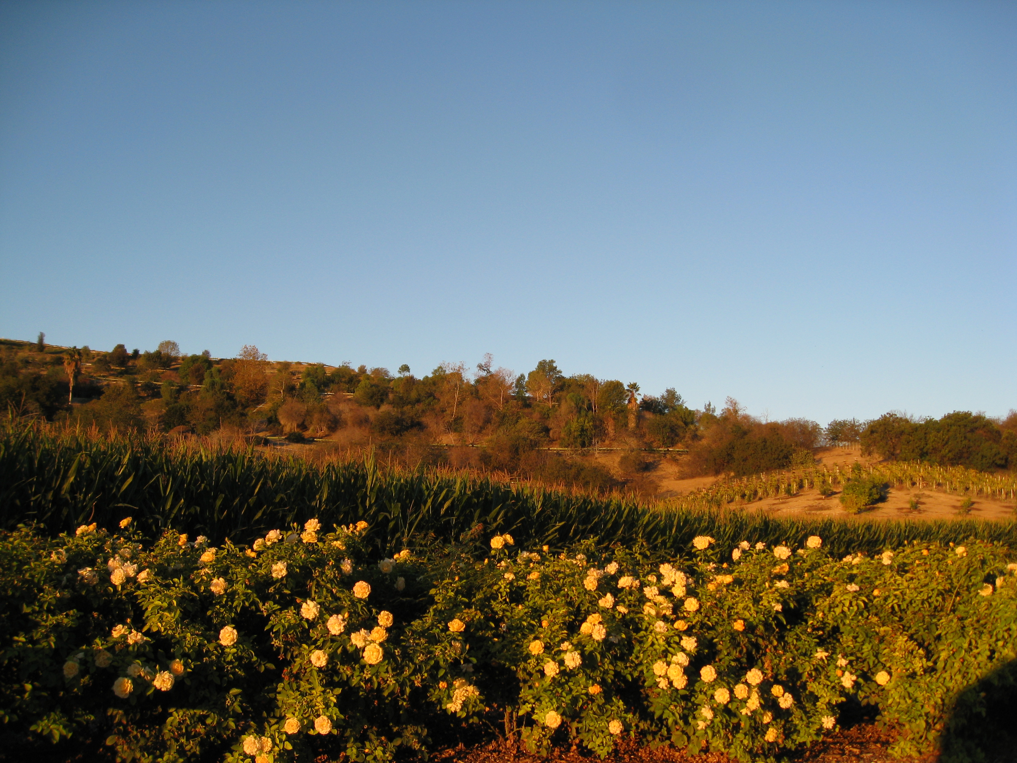 Corn grows tall behind a border of yellow roses. 