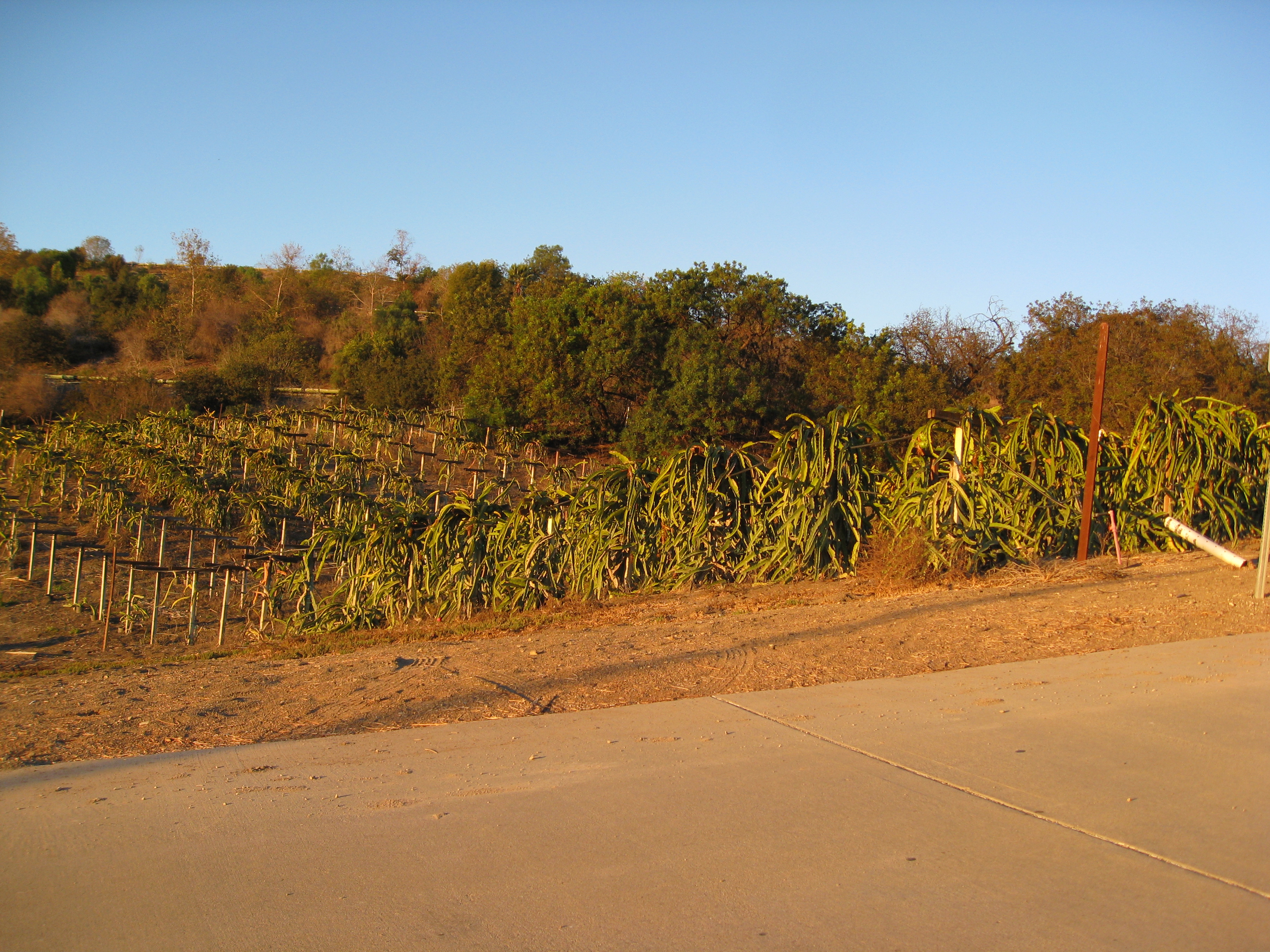 Dragon fruit growing in a field? Sure enough.