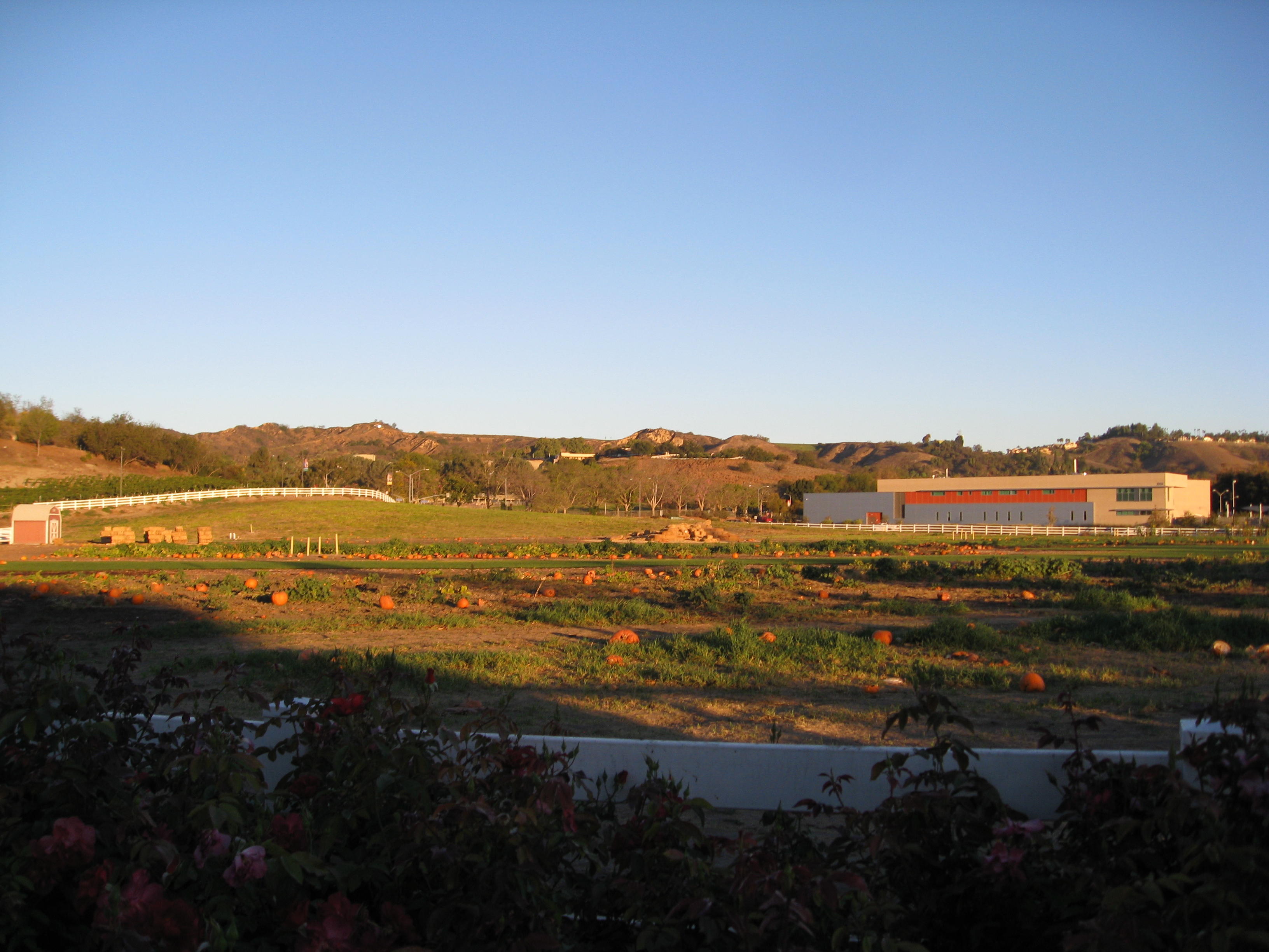 Pumpkins remain after a successful harvest festival.