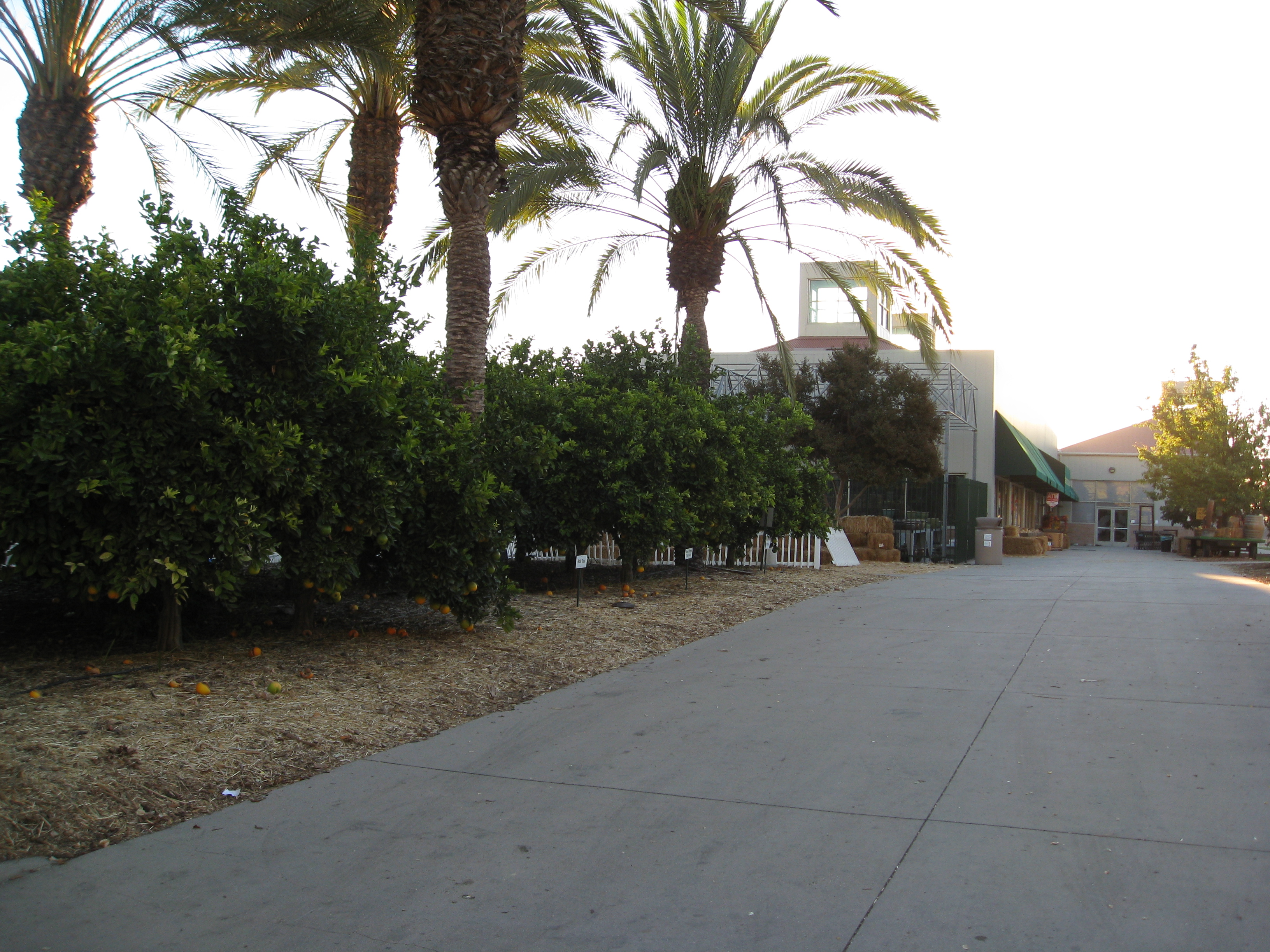 These trees were labeled for educational purposes. 