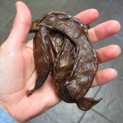 Making Carob Powder