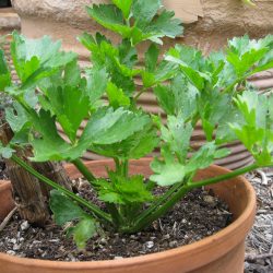 Ask Gardenerd: When to Blanch Celery