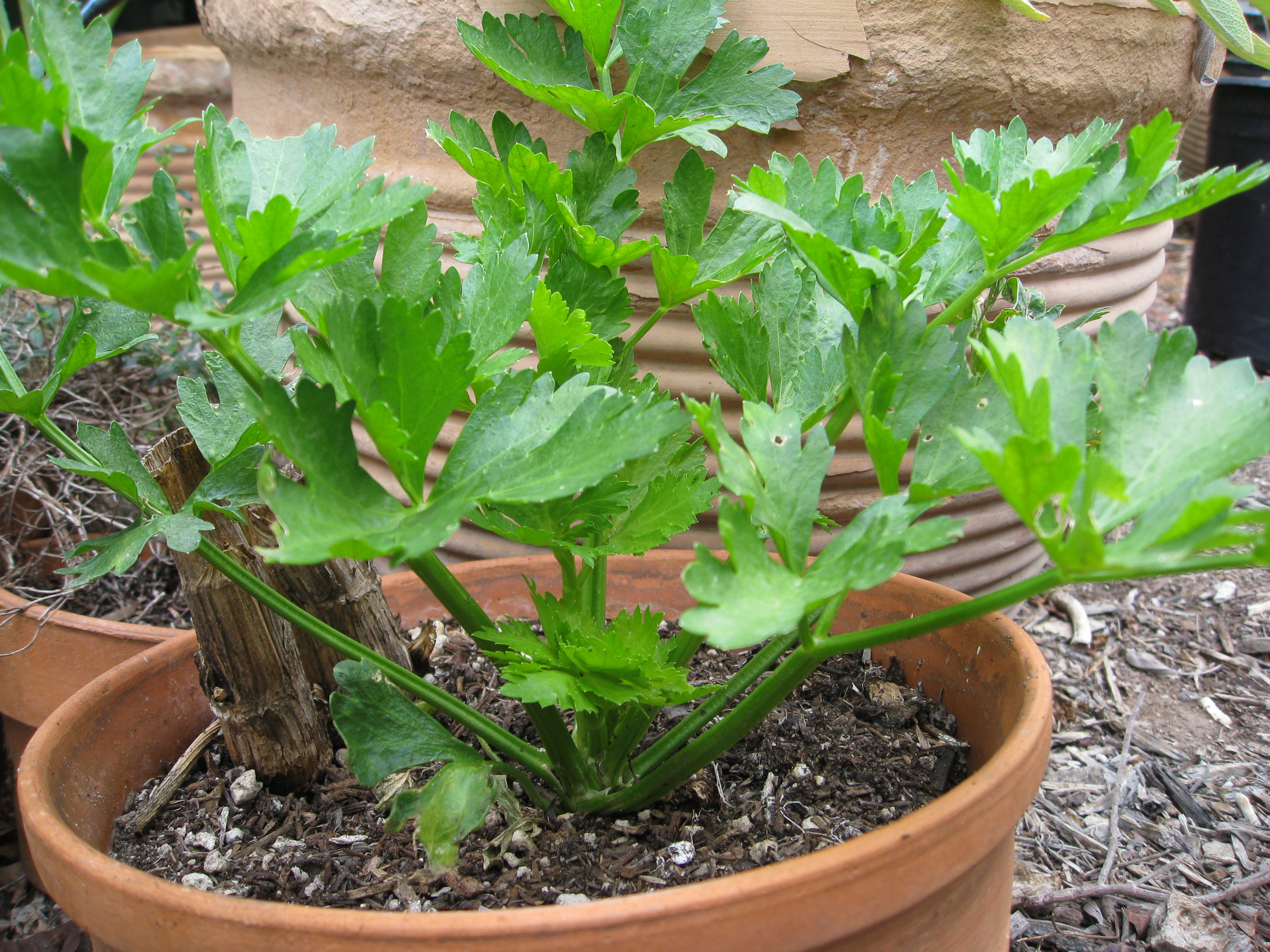 Celery has a bitter, strong unless it is blanched.