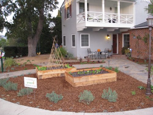 Two new veggie beds surrounded by natives and colorful drought tolerant plants.
