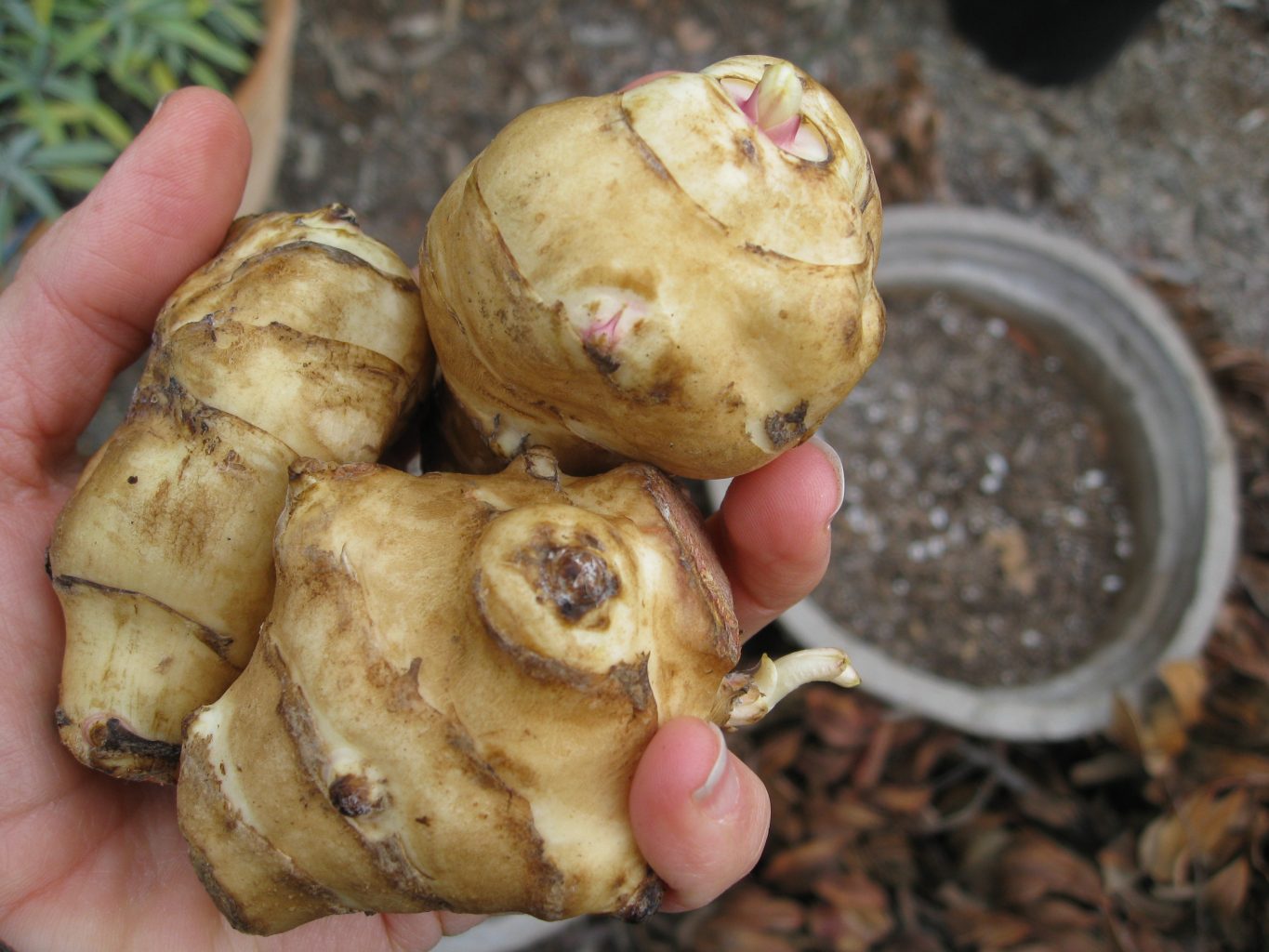 Growing Jerusalem Artichokes Gardenerd