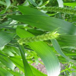 Growing White Sonora Wheat