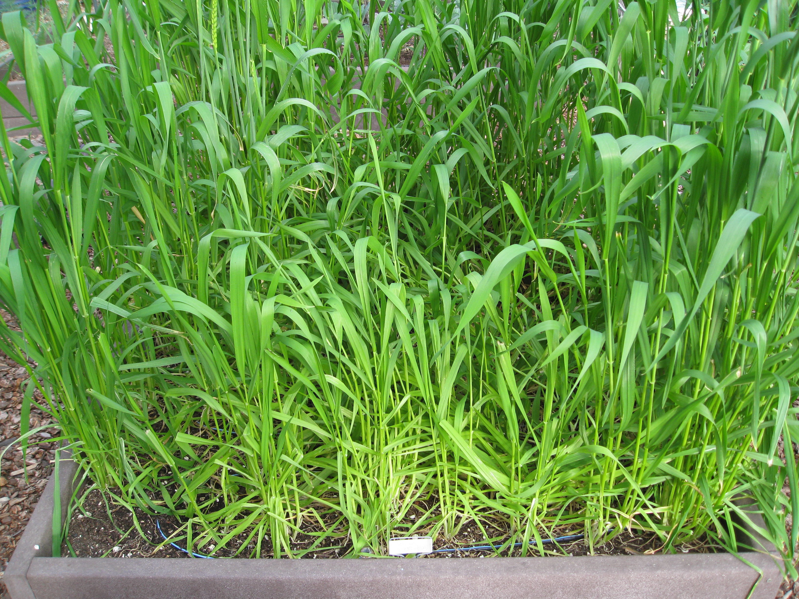 Fallen stalks in the center of the bed indicate over fertilizing. 