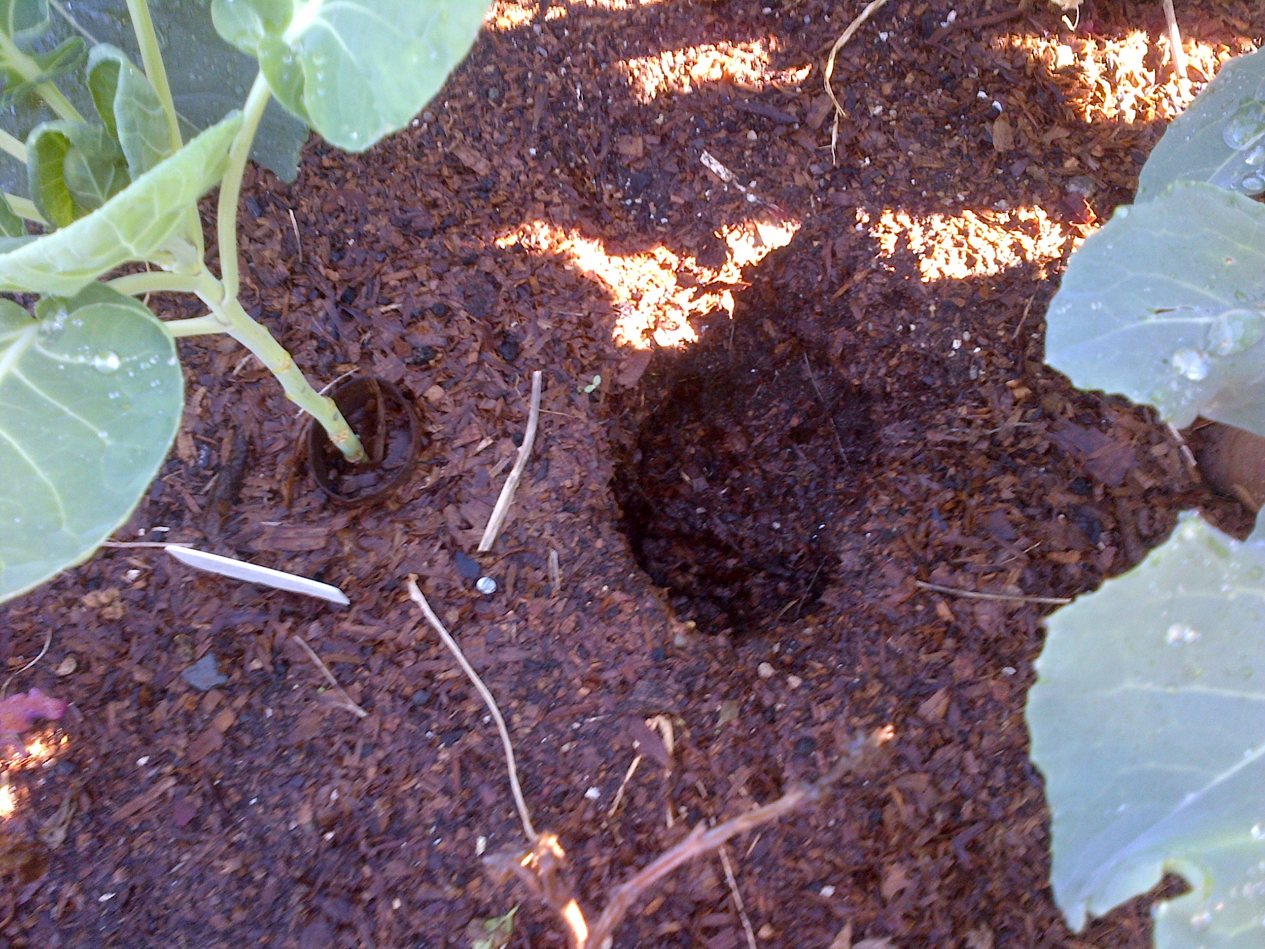 Gopher hole next to a Romanesco plant. Luckily the Romanesco got out alive.