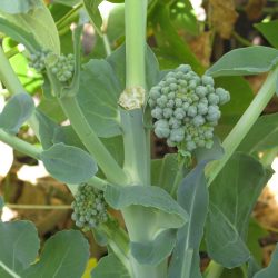 Ask Gardenerd: Saving Broccolini Seeds