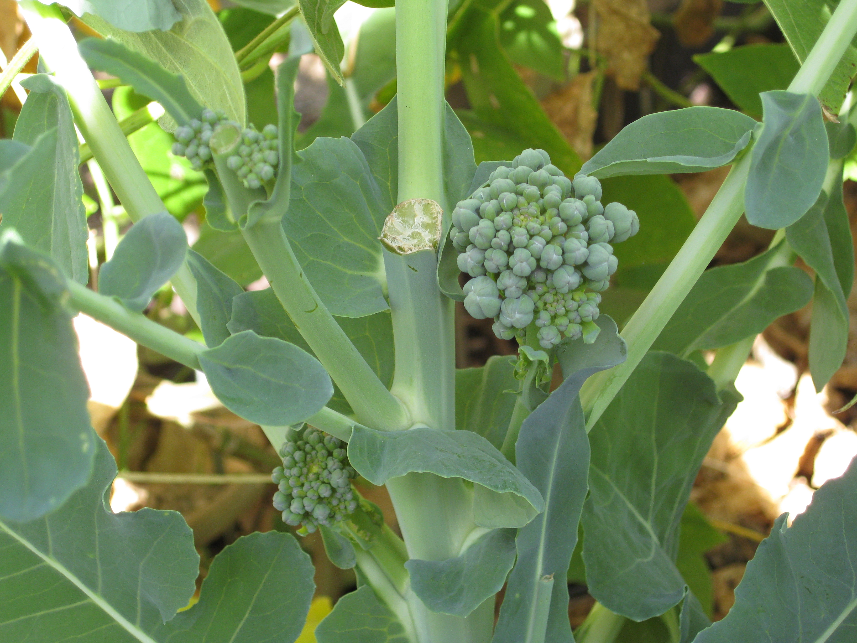 Side shoots form tiny heads of broccoli you can harvest for at least a month.